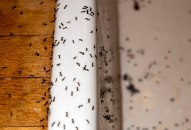 Best Exterminator Services  in Bogota, NJ