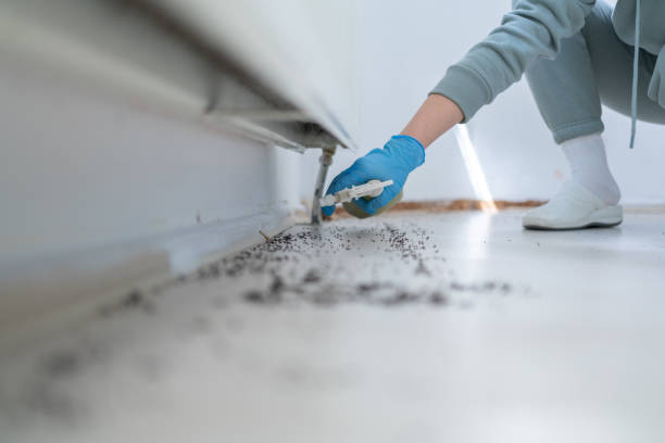 Flea Control Services in Bogota, NJ